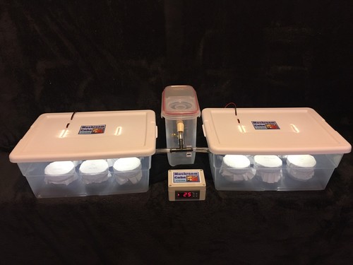 Automated mushroom growing kit - mushroom,