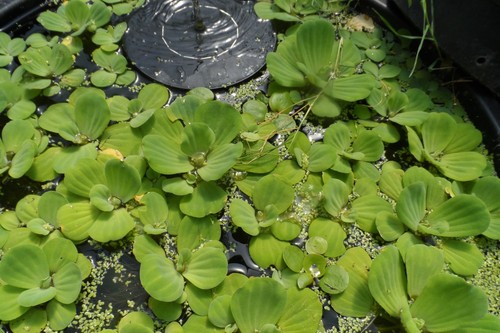Lot pistia stratiotes - , laitue