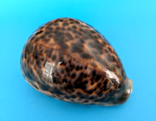 Cypraea tigris 113 - , f+++