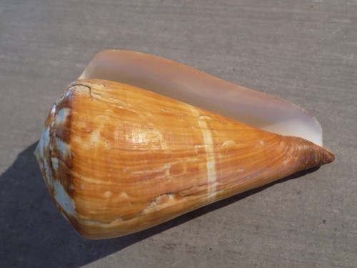 Coquillage new conidae - coquillage, :