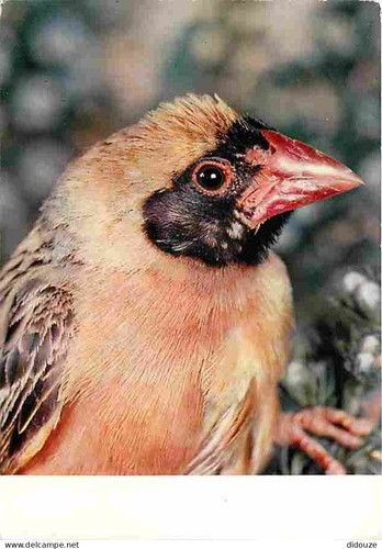 Carte postale animaux - carte,