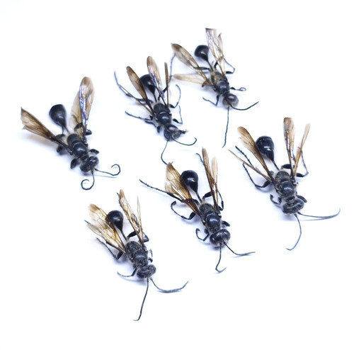 Insect hymenoptera isodontia - insect,