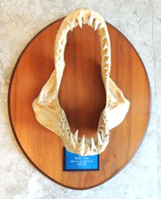 Genuine Mako Authentic Shark