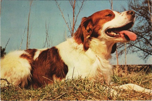Cpa epagneul breton - epagneul, dog