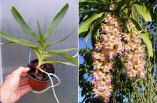 Aerides falcata , orchidée