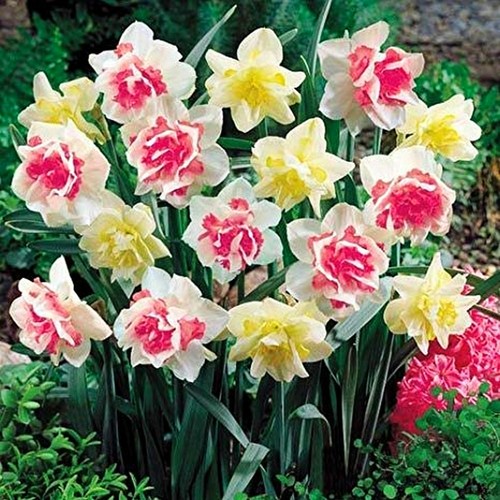 Bulbes narcisses doubles - de,