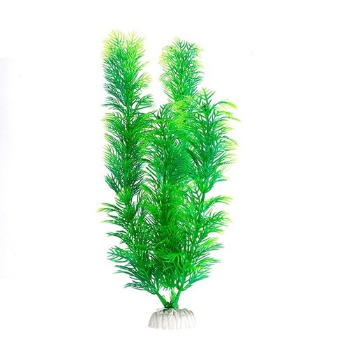Plantes aquarium - plantes, d'aquarium