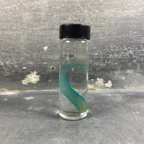 Diaphanie tentacule de - diaphanie,
