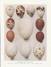 Vogeleier Habicht Épervier