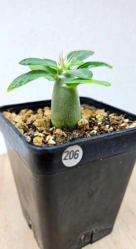 Pachypodium lealii ssp