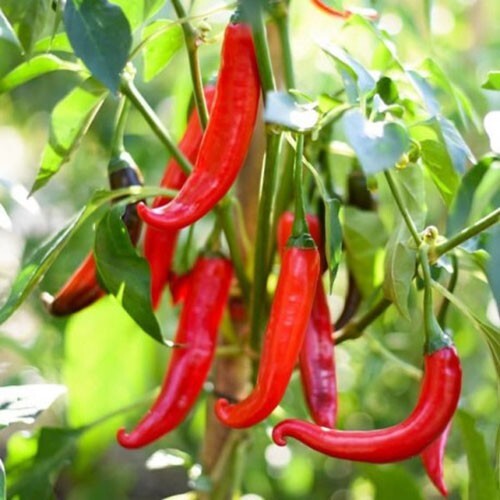Graines piment de cayenne - graines,