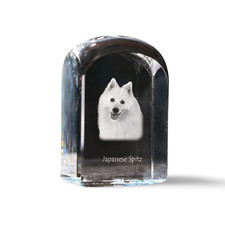 Spitz Japonais Nihon Supittsu