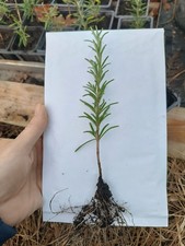 Romarin jeune plant🌱Prêt