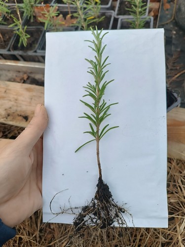 Romarin jeune plant prêt - romarin, plant🌱prêt