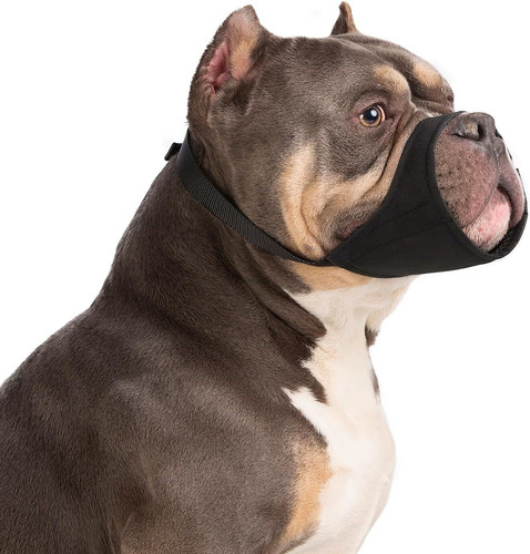 Muselière pour chien pitbull - pour,