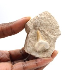 Dent fossile d’Otodus du