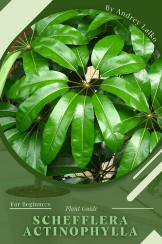 Andrey lalko schefflera - lalko,