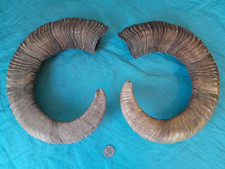 Pair of Strong Mouflon Mountain Sheep 27,6" Horns European Alpine Ram