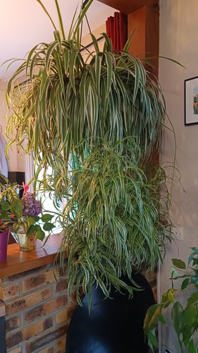Bouture plante araignée - bouture,