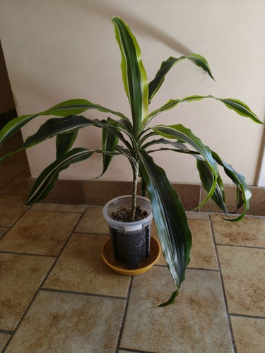 Dracaena fragrans plante - dracaena,