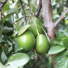 Persea americana 'Fuerte' -