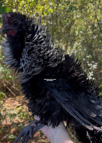 Frizzle fibro easter - easter, egger
