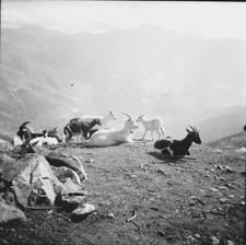 LA GRAVE c. 1950 - La Meije Htes-Alpes goat herd - negative 6 x 6 - PROV 91