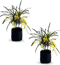 Crotton Cock Tail Yellow (2pack) by LEAL PLANTS ECUADOR
