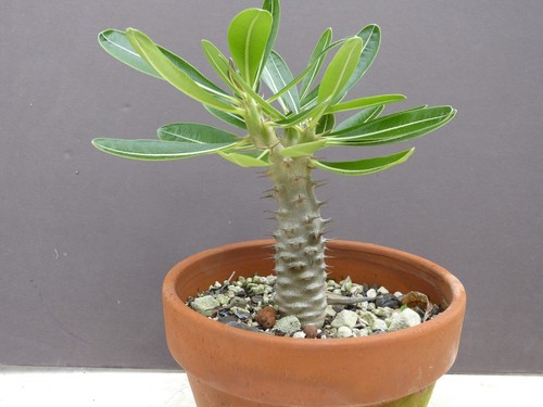 Pachypodium rosulatum - , v