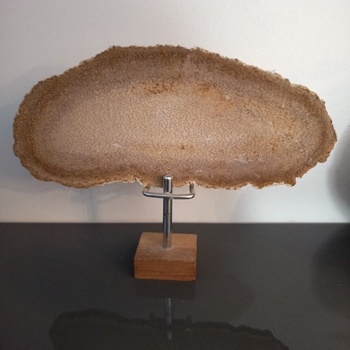 Tranche palmier fossile - tranche, de