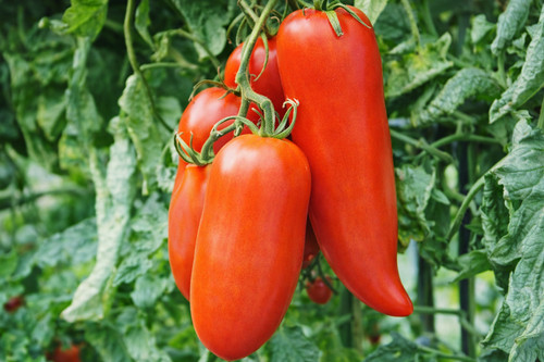 Graines tomate cornue - tomate,