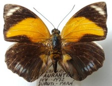 Agrias pericles aurantiaca male - Brazil 1972 - A--
