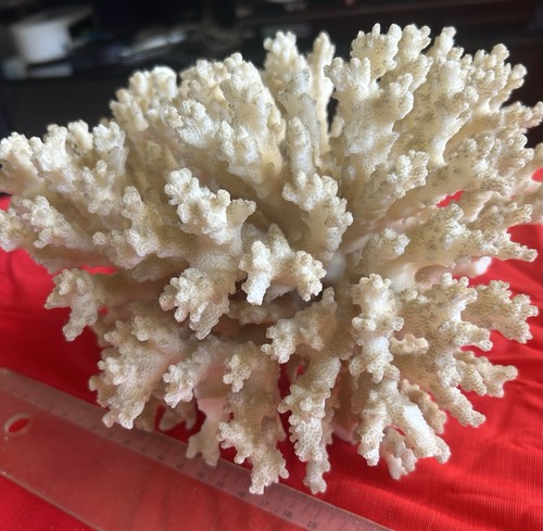 Corail dur sps blanc ramifié - sps,