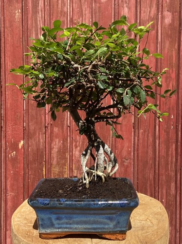 Bonsaï orme chine zelkova - orme,