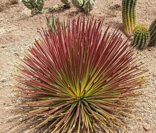 Graines agave stricta - graines,