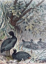 HUNTING - WATER CHICKENS in a