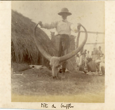 India, Ox Head Vintage Albumen Print. Vintage India.  Albumen Print 