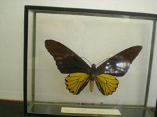 VRAI PAPILLON DE COLLECTION DE