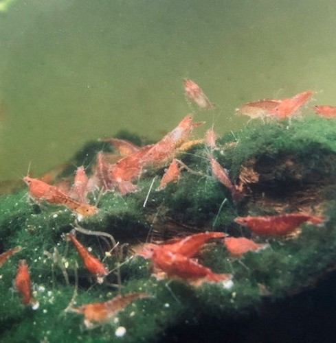 Crevettes red cherry par - , lot