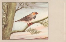 CPSM BIRD Mandarin Diamond