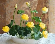 10 Graines Fleur de LOTUS Sacré JAUNE Cultiver en intérieur BASSIN Toute l'Année