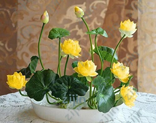 Graines fleur lotus - de,