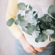 Eucalyptus cinerea 'Silver
