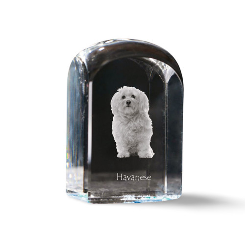 Bichon havanais cristal - , cachet