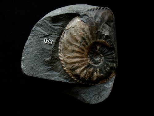 Ammonite pliensbachien - du,