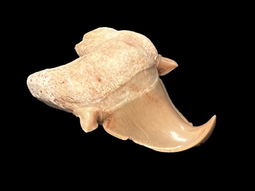 Pot26 dent pathologique - dent, de
