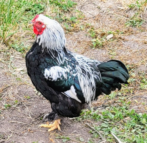 Hatching eggs english - hatching,