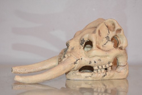 Détails vivarium éléphant - vivarium,