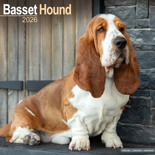 Calendrier 2026 basset hound - -,
