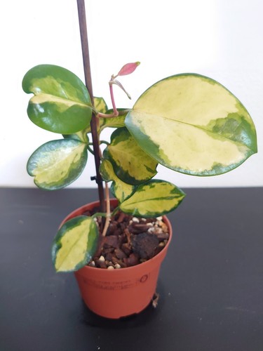 Hoya australis lisa - hoya,
